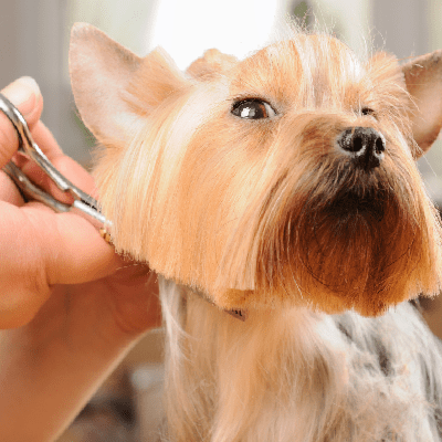 Dog Grooming