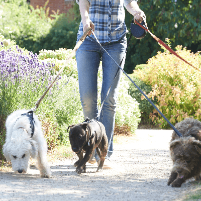 Dog Walking